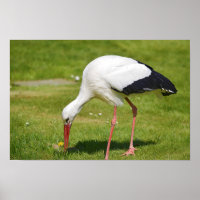 Witte ooievaar op gras