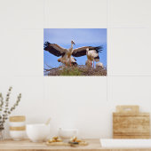 Witte ooievaar op hun nest poster (Keuken)
