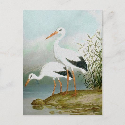 Witte ooievaar, vogelillustraties briefkaart (Voorkant)