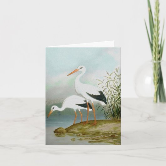 Witte ooievaar, vogelillustraties kaart (Voorkant)