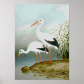 Witte ooievaar, vogelillustraties poster (Voorkant)