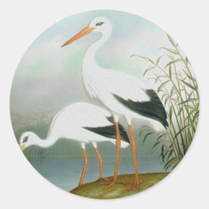 Witte ooievaar, vogelillustraties ronde sticker