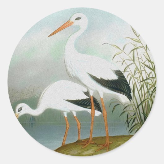 Witte ooievaar, vogelillustraties ronde sticker (Voorkant)