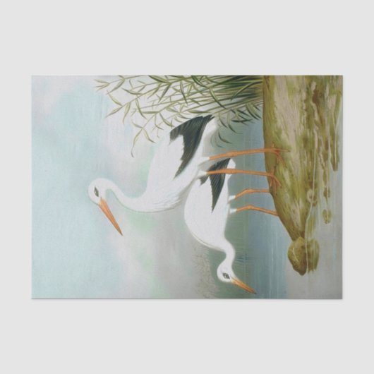 Witte ooievaar, vogelillustraties tissuepapier (Voorkant)