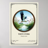 Witte Ooievaar Zoölogie Serie Poster (Voorkant)