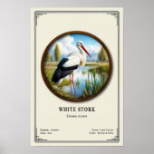 Witte Ooievaar Zoologie Serie Poster (Voorkant)
