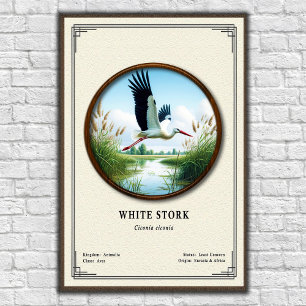 Witte Ooievaar Zoölogie Serie Poster