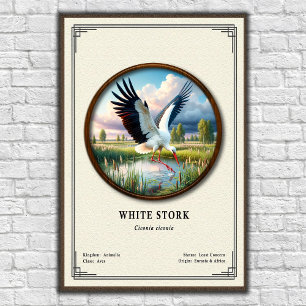 Witte Ooievaar Zoölogie Serie Poster