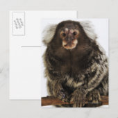 Witte oormarmoset op aftakking, close-up, studio briefkaart (Voorkant / Achterkant)