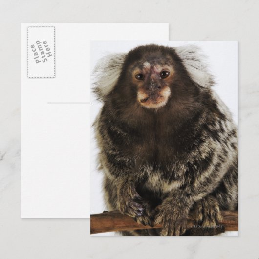 Witte oormarmoset op aftakking, close-up, studio briefkaart (Voorkant / Achterkant)