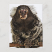 Witte oormarmoset op aftakking, close-up, studio briefkaart (Voorkant)