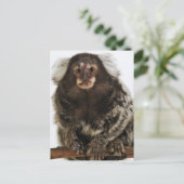 Witte oormarmoset op aftakking, close-up, studio briefkaart (Staand voorkant)