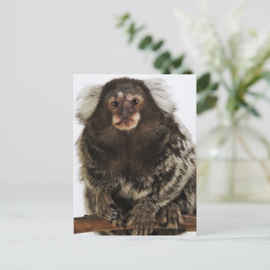 Witte oormarmoset op aftakking, close-up, studio briefkaart (Staand voorkant)