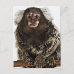 Witte oormarmoset op aftakking, close-up, studio briefkaart