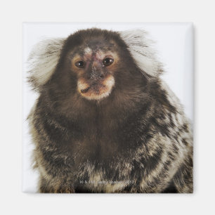 Witte oormarmoset op aftakking, close-up, studio magneet