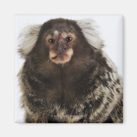 Witte oormarmoset op aftakking, close-up, studio magneet (Voorkant)