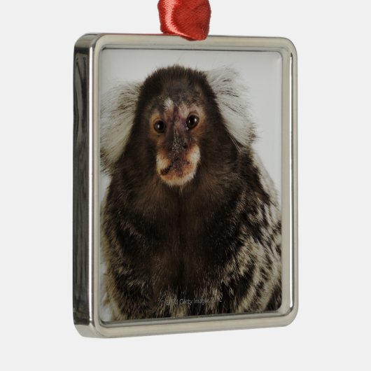Witte oormarmoset op aftakking, close-up, studio metalen ornament (Rechts)