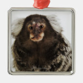 Witte oormarmoset op aftakking, close-up, studio metalen ornament (Voorkant)