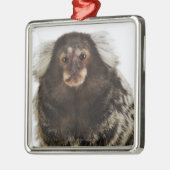 Witte oormarmoset op aftakking, close-up, studio metalen ornament (Links)