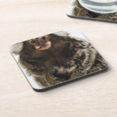 Witte oormarmoset op aftakking, close-up, studio onderzetter (Linkerzijde)