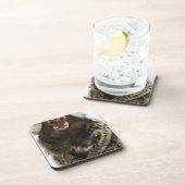 Witte oormarmoset op aftakking, close-up, studio onderzetter (Rechterzijde)