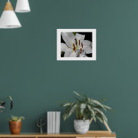 Witte Oosterse lelie bloem fotografisch
