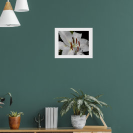 Witte Oosterse lelie bloem fotografisch Poster