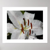 Witte Oosterse lelie bloem fotografisch Poster (Voorkant)