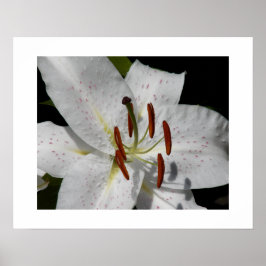 Witte Oosterse lelie bloem fotografisch Poster