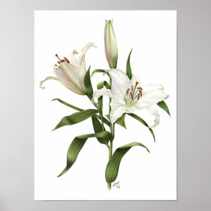 Witte Oosterse Lelie Originele Kunstprint Poster