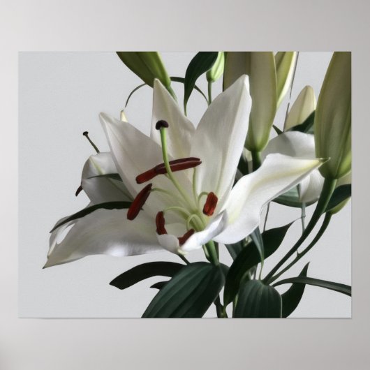 Witte oosterse leliebloem poster (Voorkant)