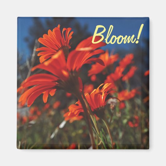 Witte oranje madeliefjes bloeien magneet (Voorkant)