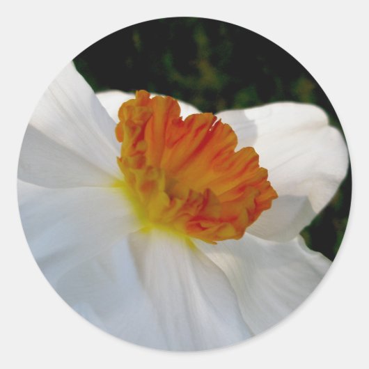 Witte Oranje Narcissus Stickers (Voorkant)