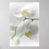Witte orchidedruk poster (Voorkant)