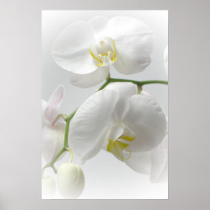 Witte orchidedruk poster