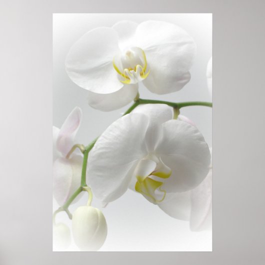 Witte orchidedruk poster (Voorkant)