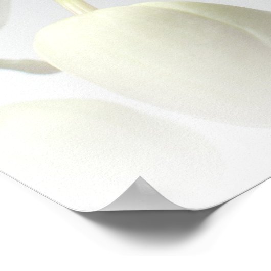 Witte orchidedruk poster (Hoek)