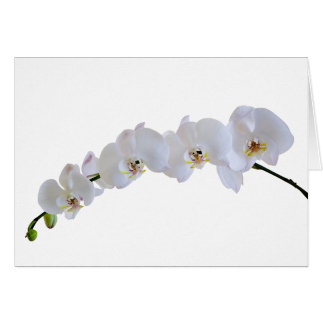 Witte orchidee (Voorkant Horizontaal)