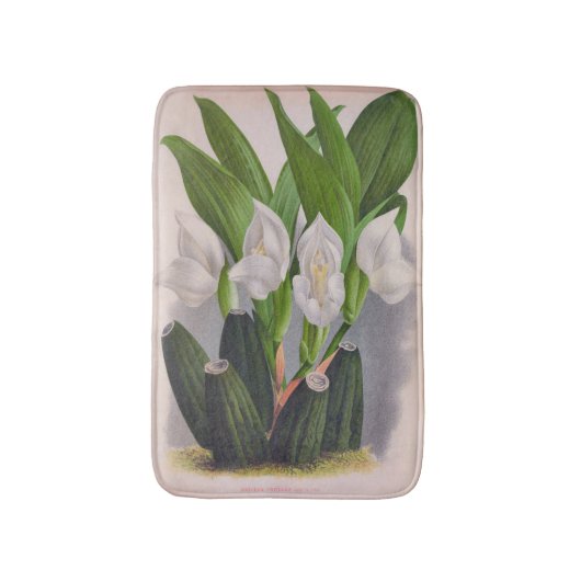  witte orchidee Anguloa Uniflora Lindenia Badmat (Voorkant Verticaal)