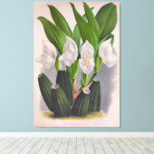  witte orchidee Anguloa Uniflora Lindenia Canvas Afdruk (Insitu (Houten vloer))