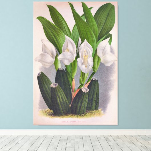  witte orchidee Anguloa Uniflora Lindenia Canvas Afdruk (Insitu (Houten vloer))