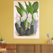  witte orchidee Anguloa Uniflora Lindenia Canvas Afdruk (Insitu (Woonkamer))