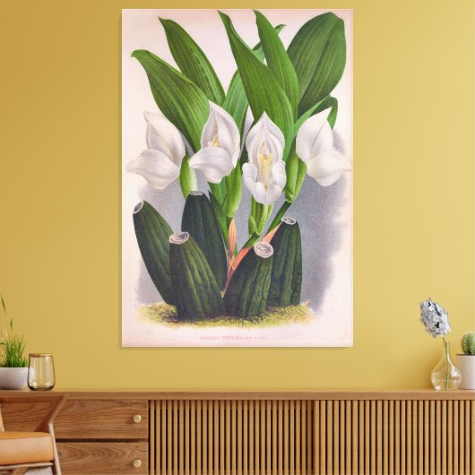  witte orchidee Anguloa Uniflora Lindenia Canvas Afdruk (Insitu (Woonkamer))
