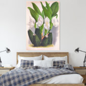  witte orchidee Anguloa Uniflora Lindenia Canvas Afdruk (Insitu (Slaapkamer))