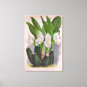  witte orchidee Anguloa Uniflora Lindenia Canvas Afdruk (Voorkant)