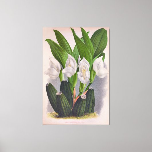  witte orchidee Anguloa Uniflora Lindenia Canvas Afdruk (Voorkant)