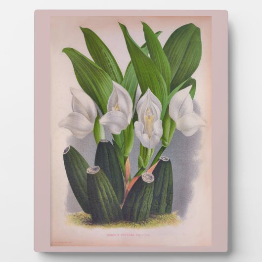  witte orchidee Anguloa Uniflora Lindenia Fotoplaat (Voorkant)