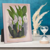  witte orchidee Anguloa Uniflora Lindenia Fotoplaat (Zijkant)