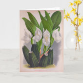  witte orchidee Anguloa Uniflora Lindenia Kaart (Gele Bloem)