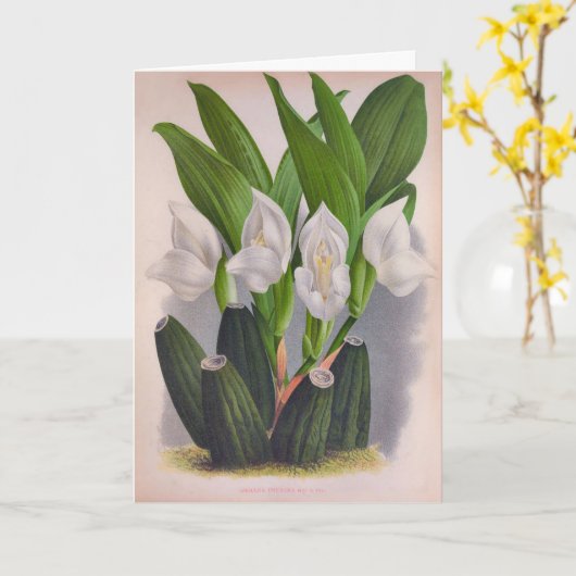 witte orchidee Anguloa Uniflora Lindenia Kaart (Gele Bloem)